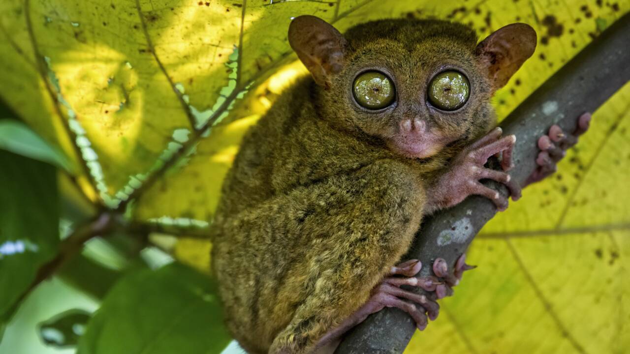 Le tarsier des Philippines, un minuscule primate au faux air de gremlin 