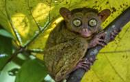 Philippine tarsier, a tiny primate with a fake gremlin look
