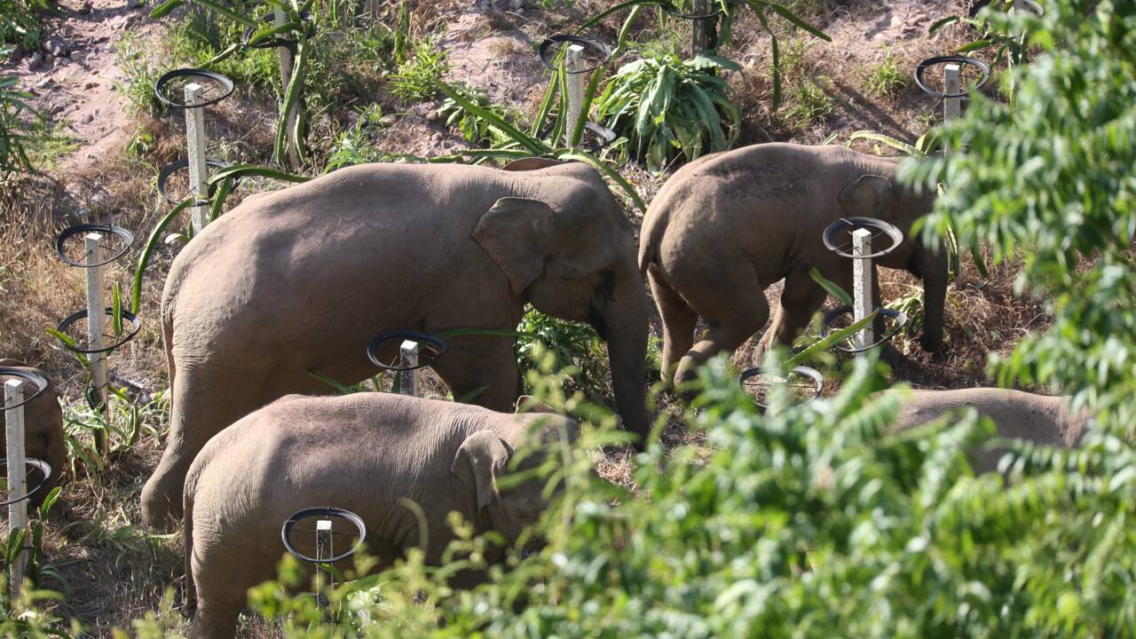 Un troupeau d'éléphants parti d'une réserve naturelle sème la pagaille en Chine 