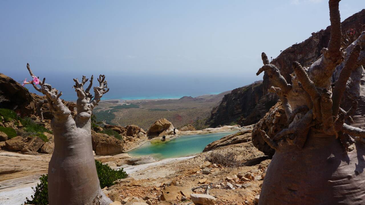 Au Yémen, l'exceptionnel biodiversité de l'archipel de Socotra en danger