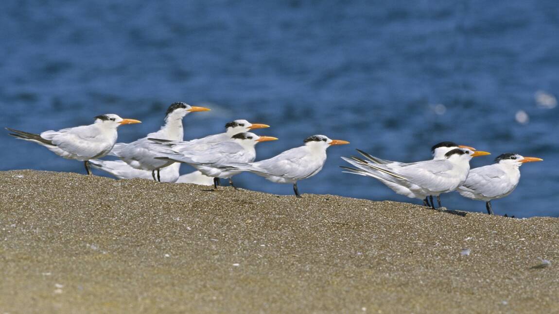 Crash d'un drone illégal en Californie : des milliers d'oiseaux abandonnent leurs oeufs en catastrophe 