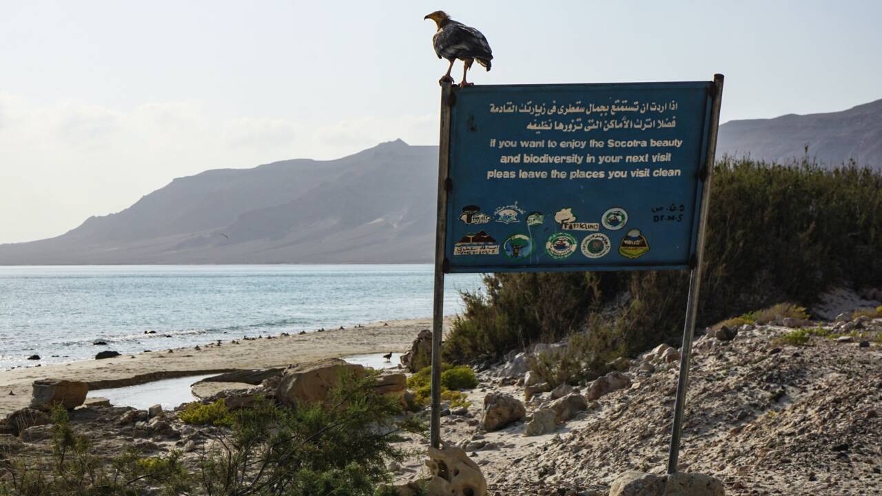 Au Yémen, l'exceptionnel biodiversité de l'archipel de Socotra en danger