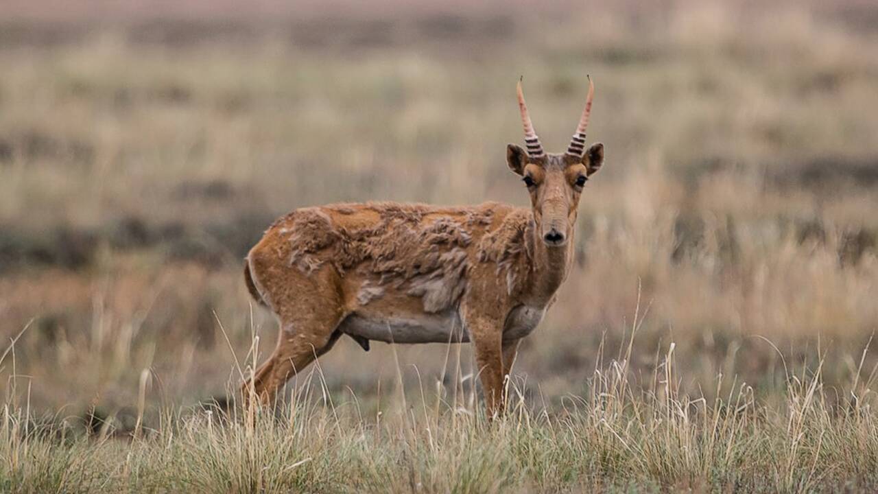 Un baby boom d'antilopes saïgas nourrit l'espoir dans les steppes kazakhes