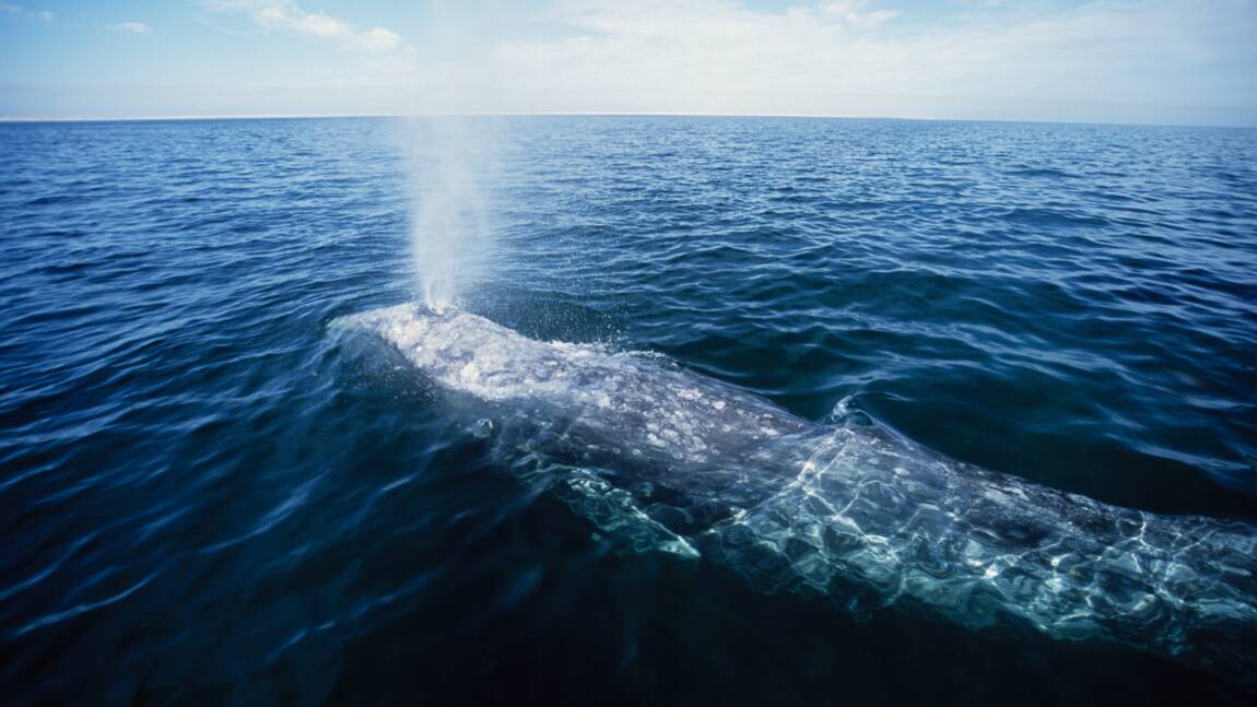 Une baleine grise voyage jusqu'en Namibie et bat un record de migration