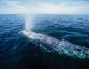 Une baleine grise voyage jusqu'en Namibie et bat un record de migration