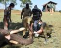 Inde : 28 éléphants dépistés après la mort d'une lionne imputée au coronavirus