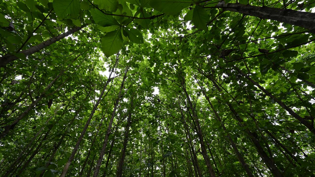 La forêt de la Téné, ultime rempart contre la déforestation en Côte d'Ivoire