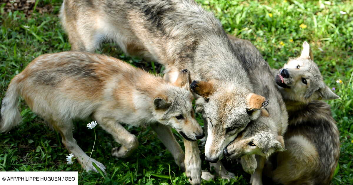 Pour La Premiere Fois En 80 Ans Des Loups Sont Nes Dans Le Colorado Geo Fr