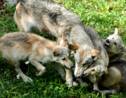 Pour la première fois en 80 ans, des loups sont nés dans le Colorado