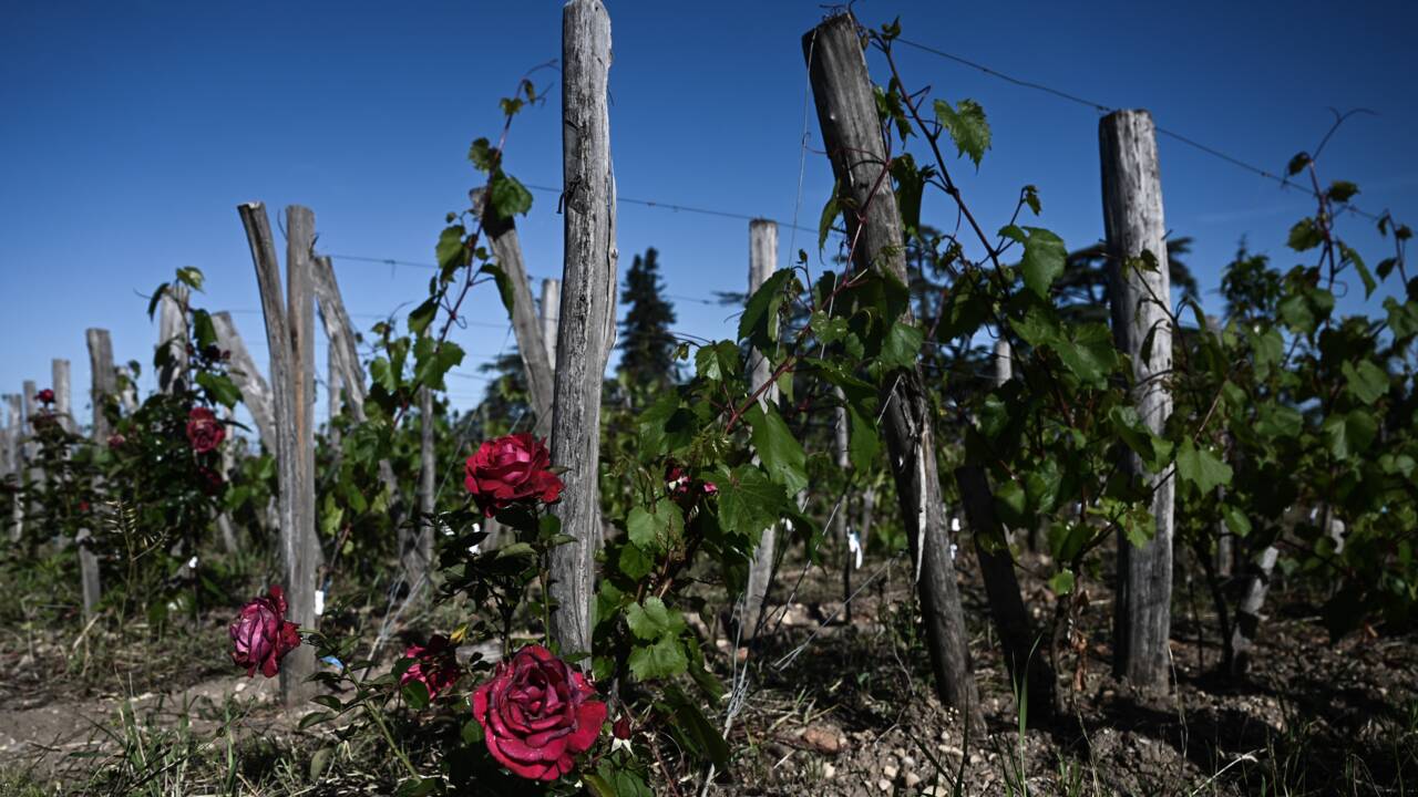 Le célèbre vignoble château Cheval Blanc plante des centaines d'arbres dans ses vignes