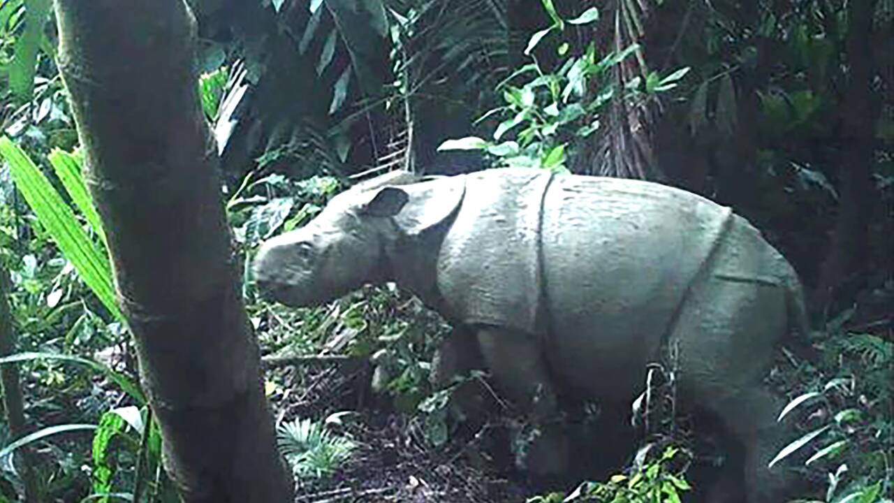 Deux petits rhinocéros de Java repérés dans un parc naturel d'Indonésie