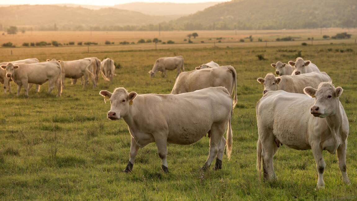 Pour lutter contre le réchauffement climatique, les vaches pourraient bientôt porter des masques