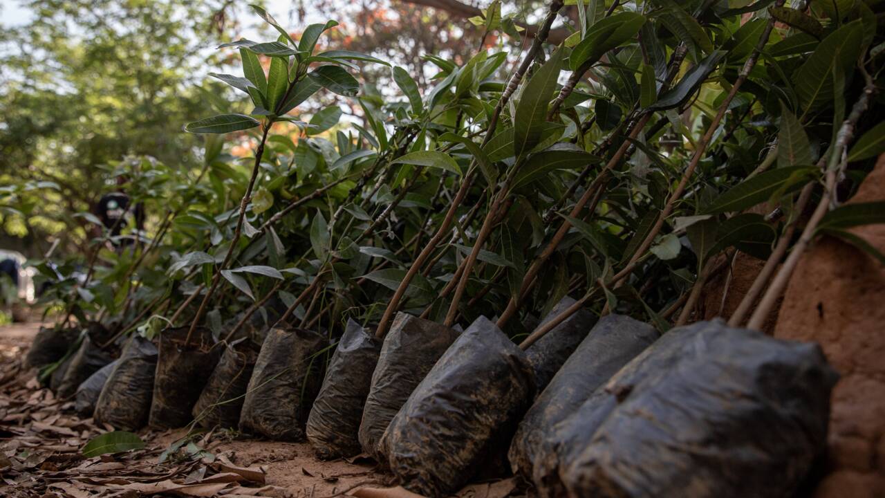 Le Ghana plante 5 millions d'arbres dans une campagne de reforestation