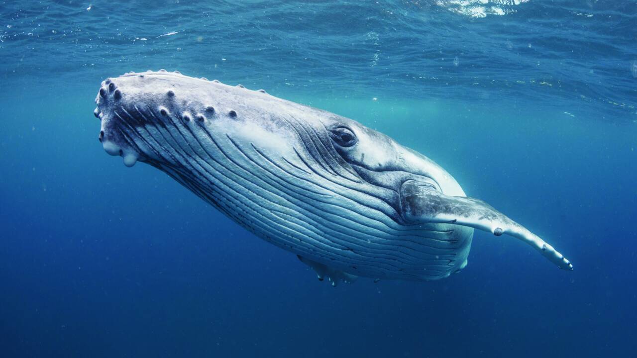 Un pêcheur avalé par une baleine à bosse recraché sain et sauf 