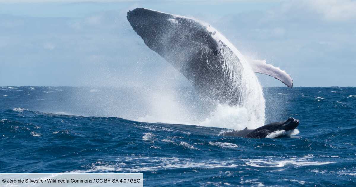Photo of No, una ballena jorobada no puede «tragarse» a un ser humano.