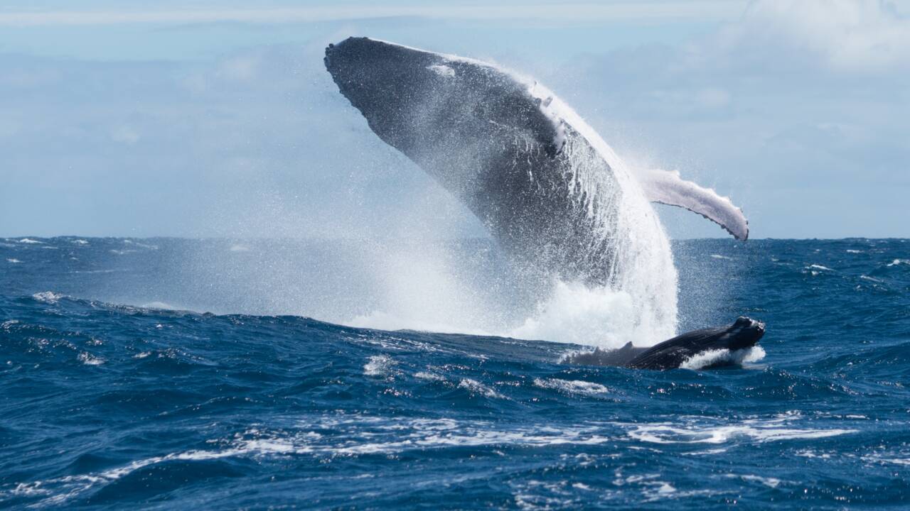 Non, une baleine à bosse ne peut pas "avaler" un être humain