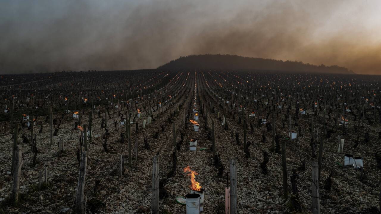 Gel dévastateur dans le vignoble français: le réchauffement suspect numéro 1