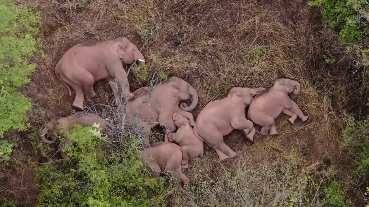 Chine : les éléphants en goguette attendent le retardataire