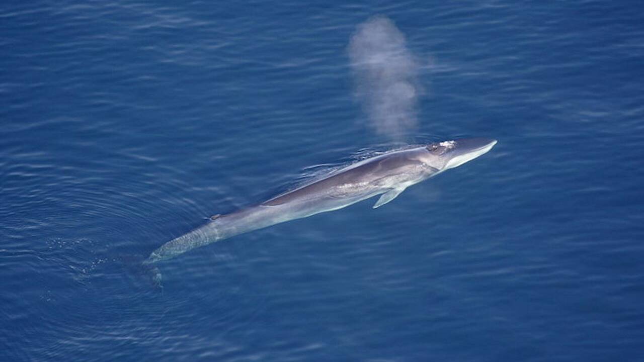 Islande : Pas de chasse à la baleine pour la troisième année consécutive