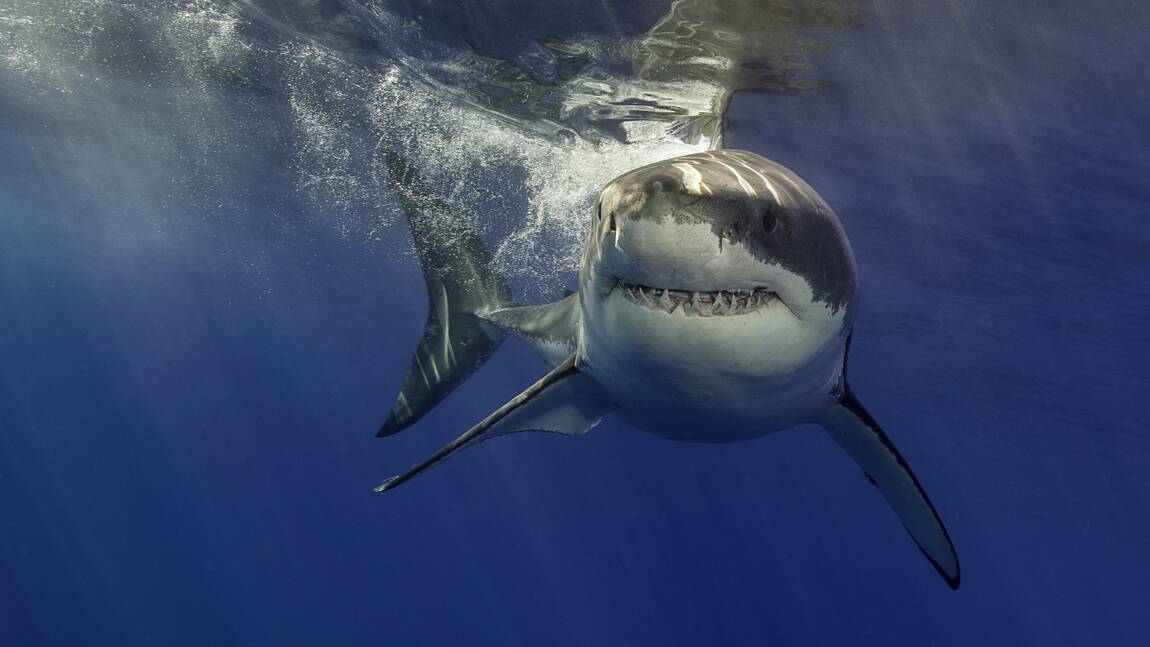 Quels sont les requins les plus dangereux du monde ?