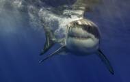 What are the most dangerous sharks in the world?