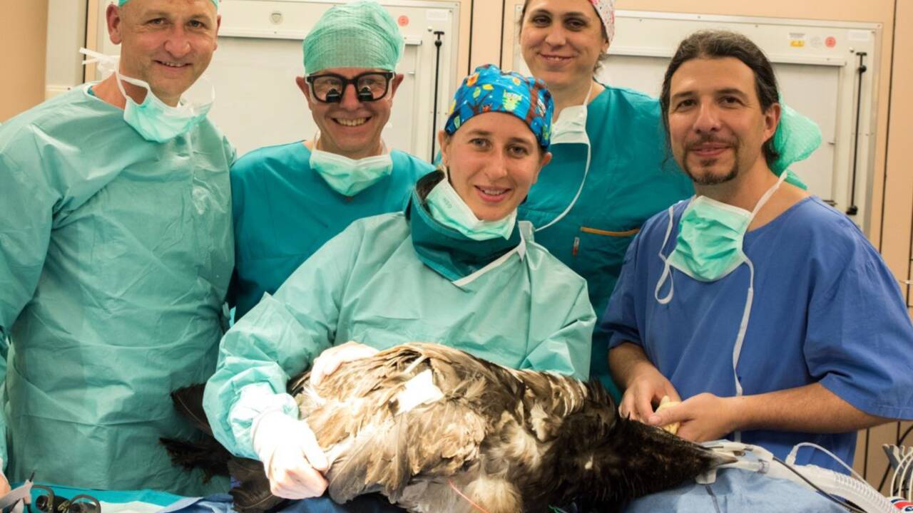 Mia, le premier vautour sauvé grâce à une prothèse bionique 