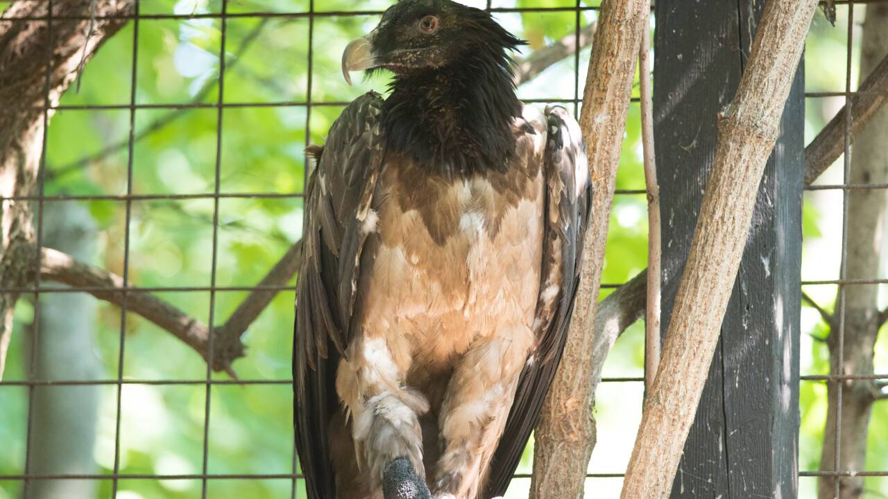 Mia, le premier vautour sauvé grâce à une prothèse bionique 