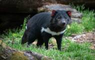 The introduced Tasmanian devil wiped out thousands of penguins on an island