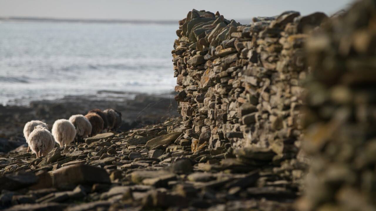 Un job en Ecosse ? Cette petite île des Orcades cherche quelqu'un pour entretenir sa monumentale clôture à moutons