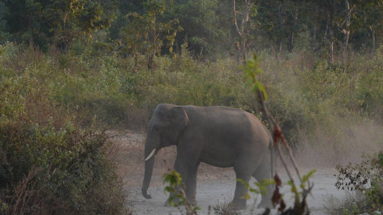 Inde : un éléphant "voyou" a tué 16 personnes ces deux derniers mois
