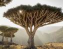 Le dragonnier de Socotra, l'un des arbres les plus étranges au monde 