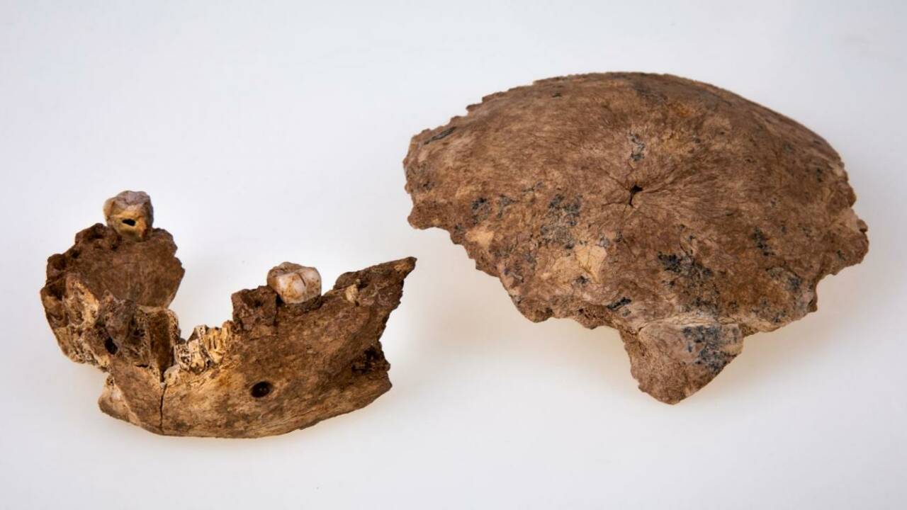 L'homo Nesher Ramla : une nouvelle espèce d'homme préhistorique découverte en Israël 