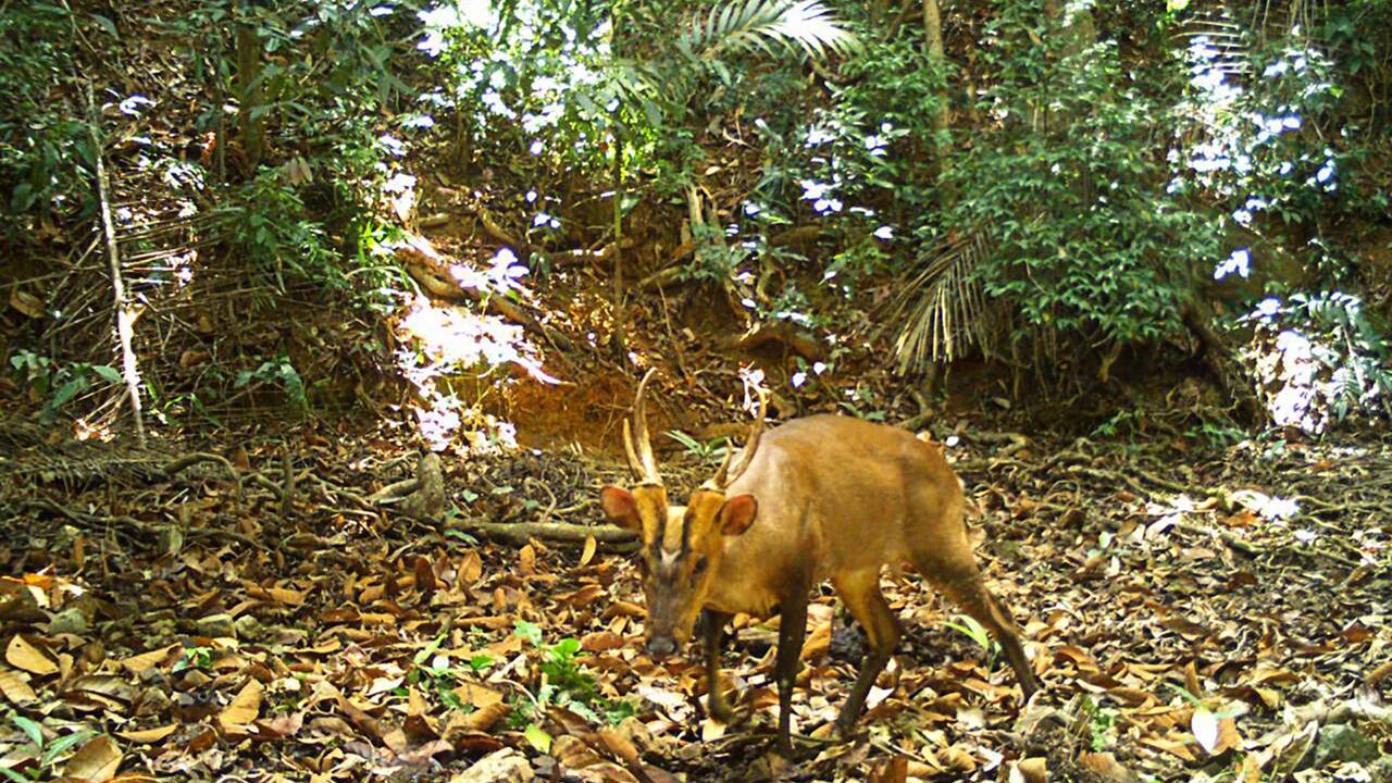Cambodge : une espèce rare et menacée de cerf repérée pour la première fois