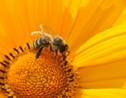 Toulouse : des abeilles et des oiseaux utilisés pour détecter la pollution