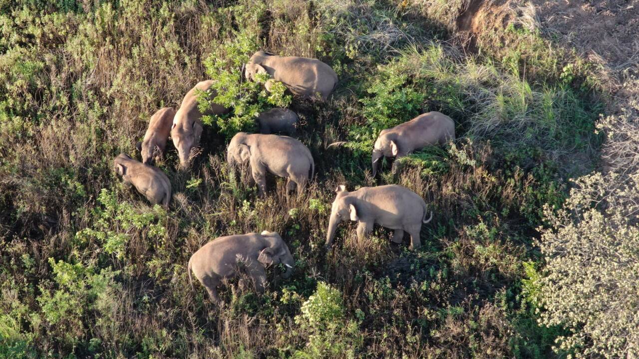 Périple d'éléphants en Chine: le retardataire renvoyé dans sa réserve