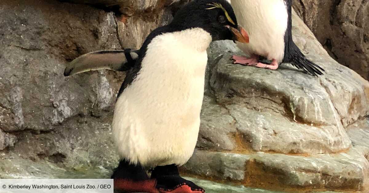 Aux Etats-Unis, un manchot du zoo de Saint-Louis fait ...