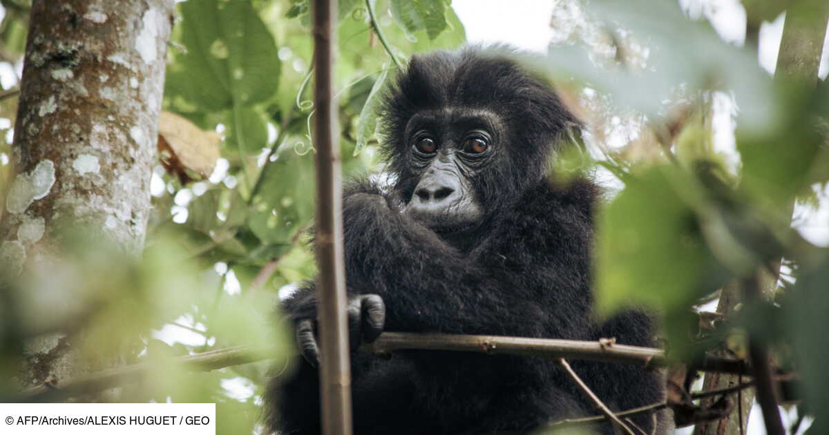Un Bebe Gorille Ne En Milieu Naturel De Deux Parents Reintroduits Au Gabon Flipboard