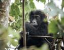 Un bébé gorille né en milieu naturel de deux parents réintroduits au Gabon