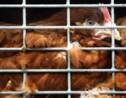 Bien-être animal : Bruxelles proposera d'ici à 2023 d'interdire l'élevage en cage