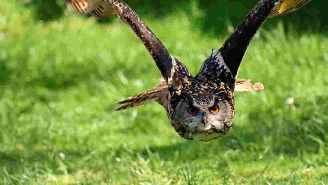 Le hibou grand duc, le plus grand rapace nocturne du monde Geo.fr