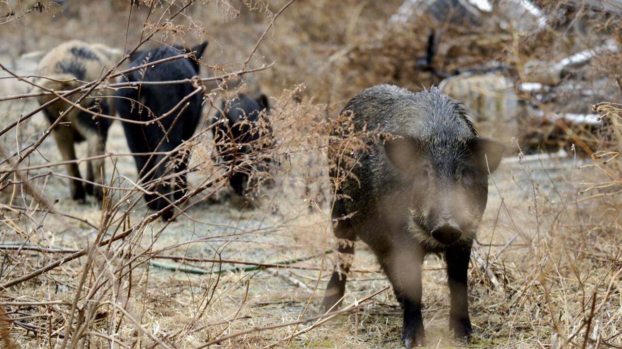 Dans les zones abandonnées de Fukushima, les sangliers prospèrent et s'hybrident avec des cochons