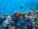 Grande Barrière de Corail d'Australie : des scientifiques veulent son inscription sur la liste du patrimoine mondial en danger de l'Unesco