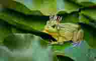 La grenouille, mal aimée des contes et légendes