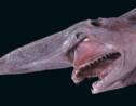 Le requin-lutin, ce prédateur qui "lance" ses mâchoires pour capturer ses proies