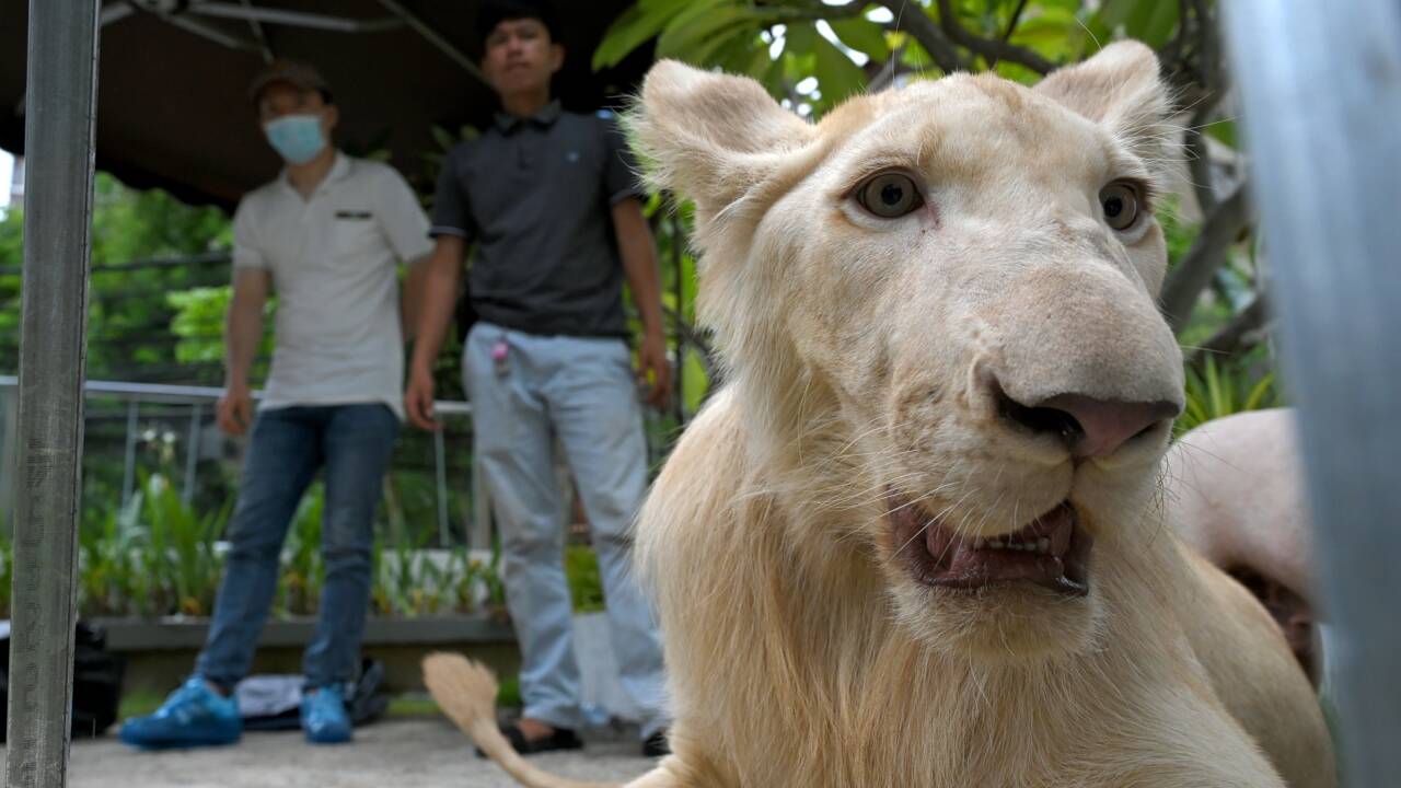 Cambodge: un lion utilisé comme animal de compagnie confisqué puis rendu à son propriétaire