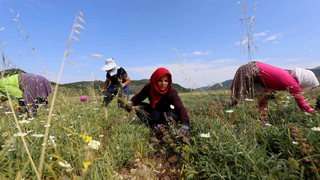 Depuis la pandémie, les herbes sont plus vertes en Albanie