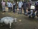 Haute de 51 cm, "la plus petite vache du monde" attire les foules au Bangladesh