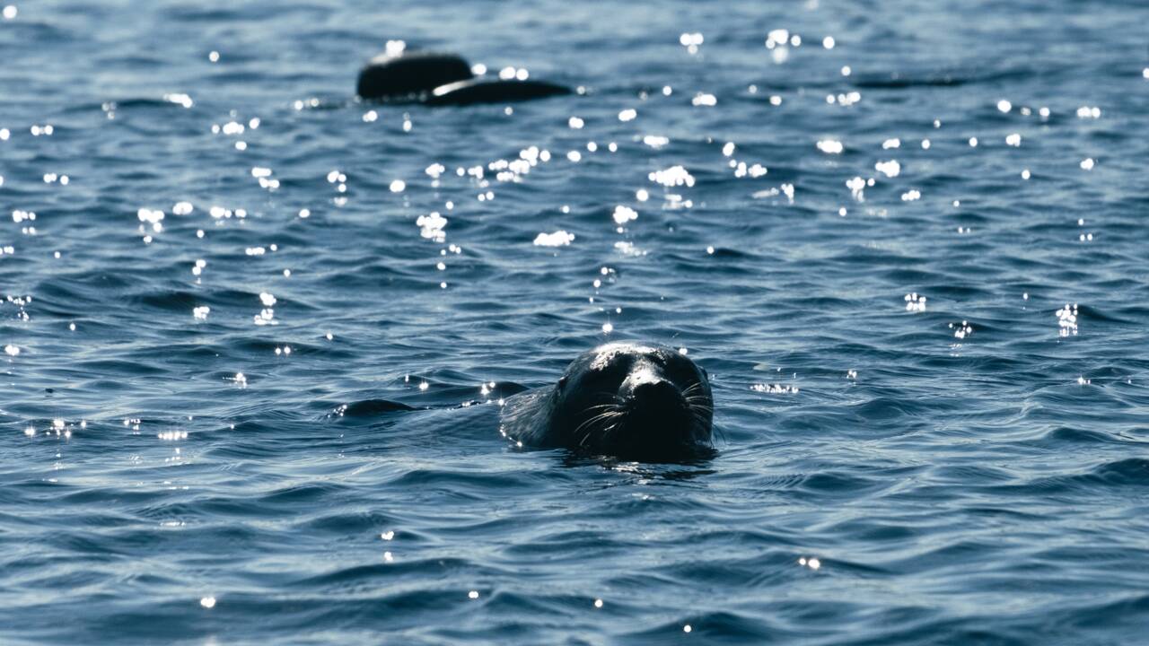 En Finlande, la bataille pour sauver les phoques les plus menacés au monde