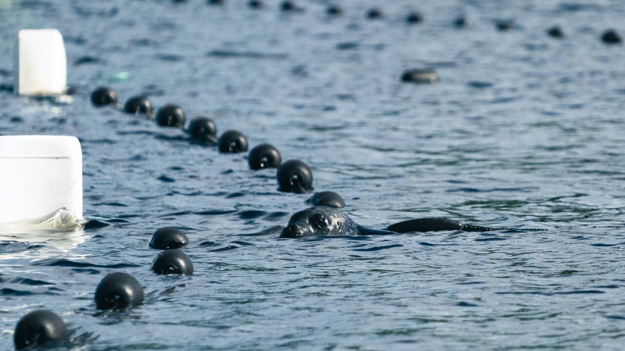 En Finlande, la bataille pour sauver les phoques les plus menacés au monde
