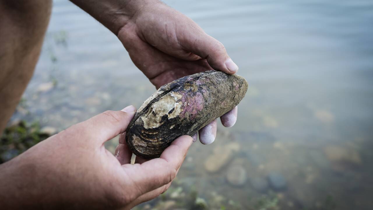 Escargots, moules d'eau douce... En France, certains mollusques sont en danger